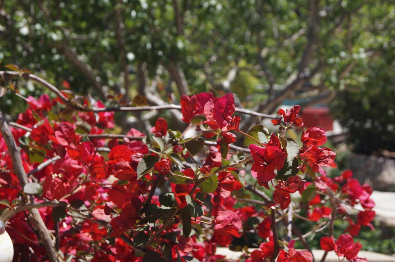 Les Jardins De Santa Giulia - Charmante Chambre D'Hote Porto Vecchio Esterno foto